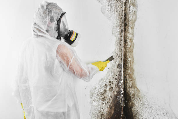 Best Certified Mold Removal  in Parole, MD