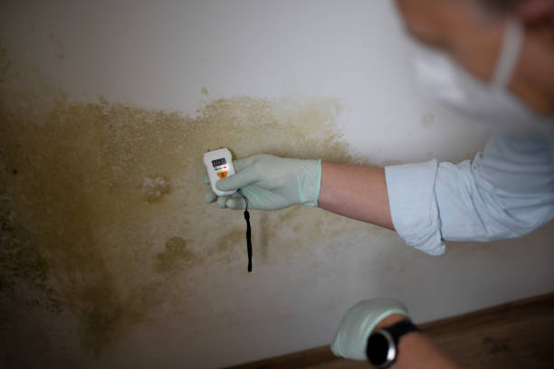 Best Best Mold Removal Companies  in Parole, MD